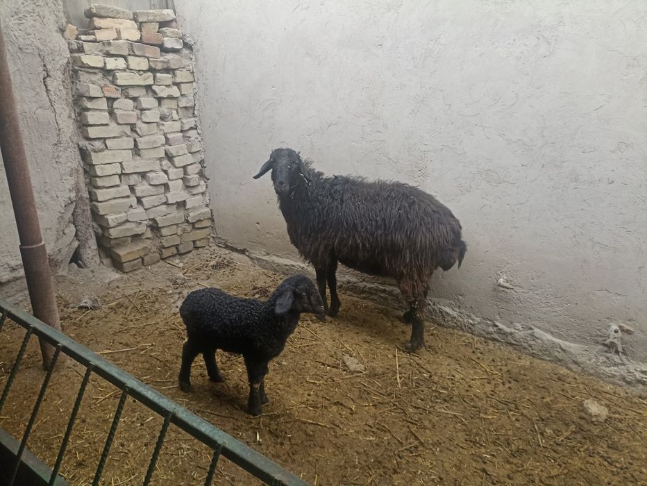 Ona bola qoʻy sotiladi Romitan Tuman