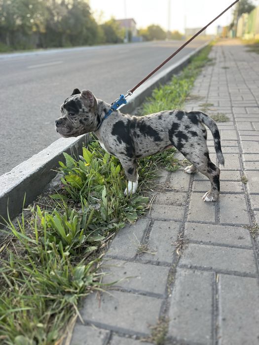 Продается девочка американский булли