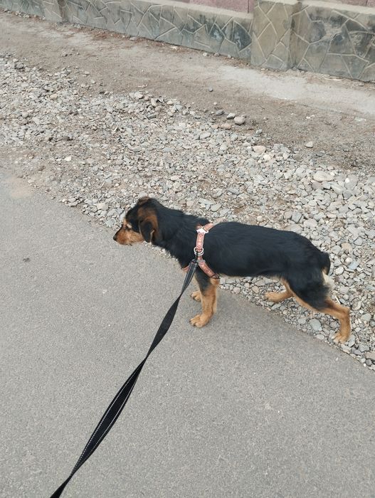 Ищет дом срочно!