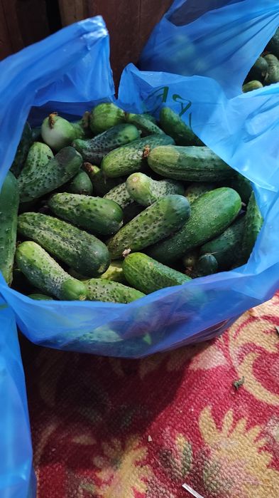 Продам огурцы свежие
