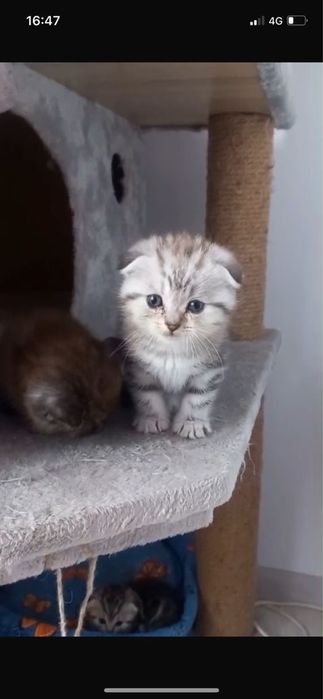 Шотландцы в продаже!
