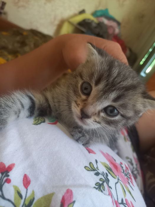 Продам котенка за 2000