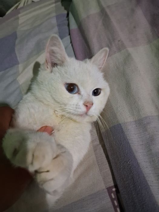 Oq rangli chiroyli mushuk sotiladi!
Sog‘lom, juda muloyim va o‘y