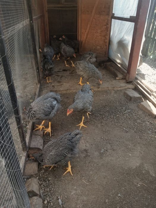 Vând pui Plymouth rock barat cocos (5 luni,) Târgu Mures