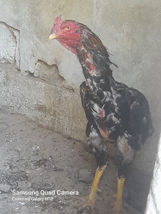 Dakan Xoʻroz sotiladi  5 kilo