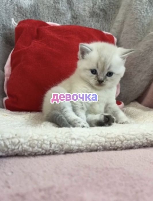 Британские котята