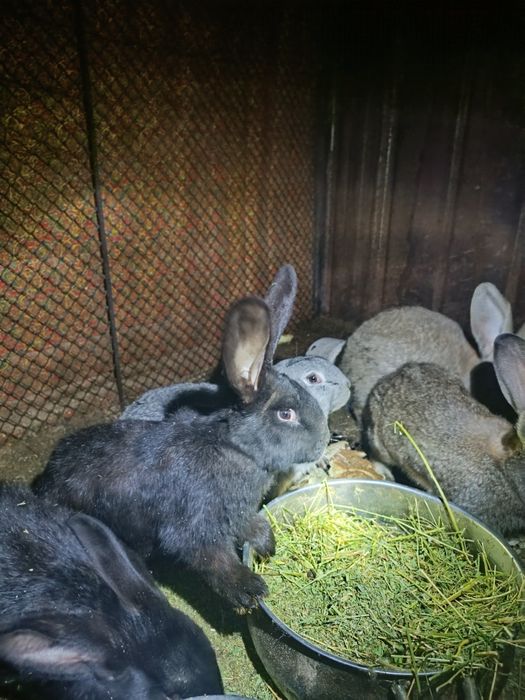 Продам фландеров