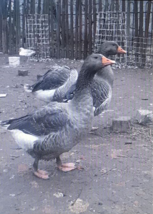 Гусята   домашние