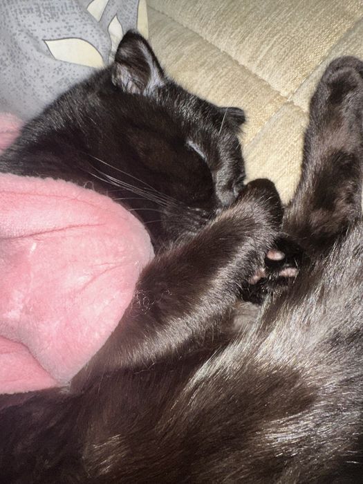 Отдадим кота (пол года) в добрые, любящие, заботливые руки