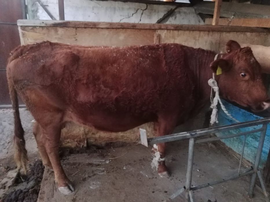 Корова Симентал мясо-молочная