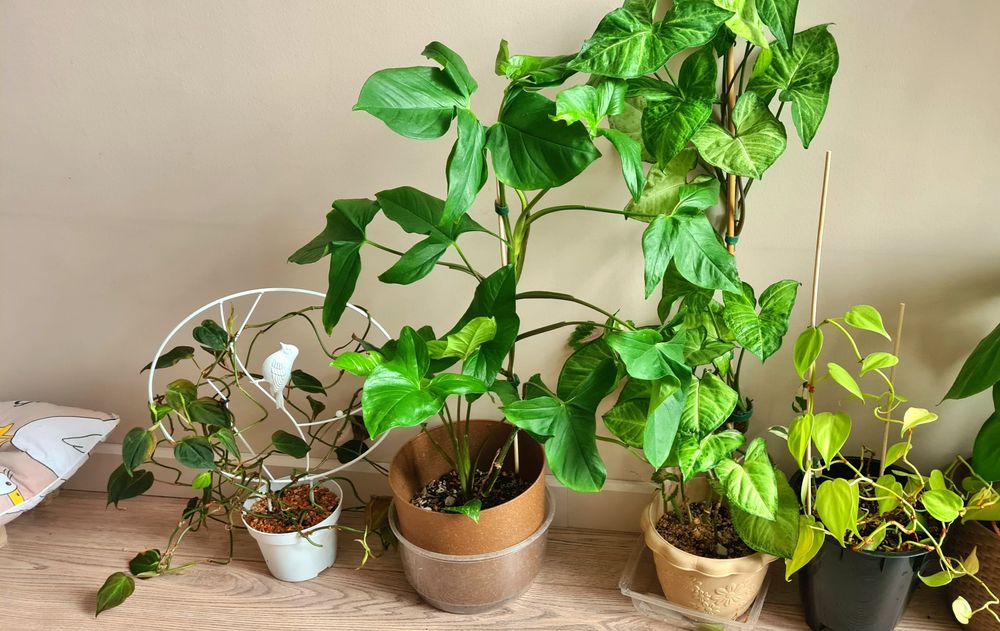 Сингониумы Филодендроны