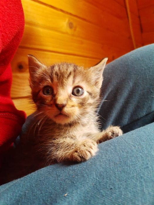 Donație, adopție pisici micuțe