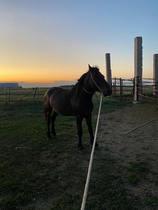 Жеребец племенной