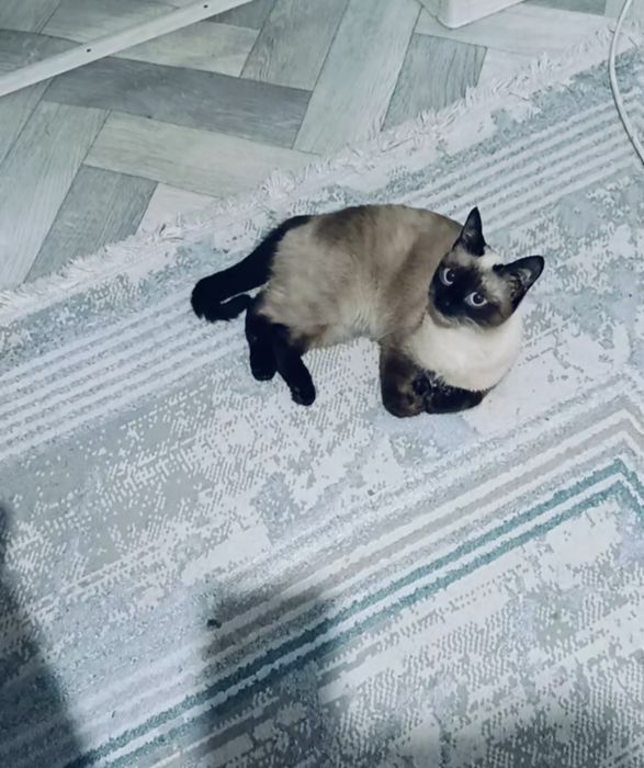 Отдам даром котенки