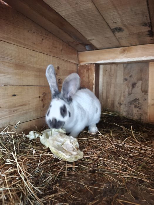 Продавам мъжки зайци