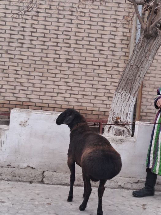 Кучкорлар сотилади