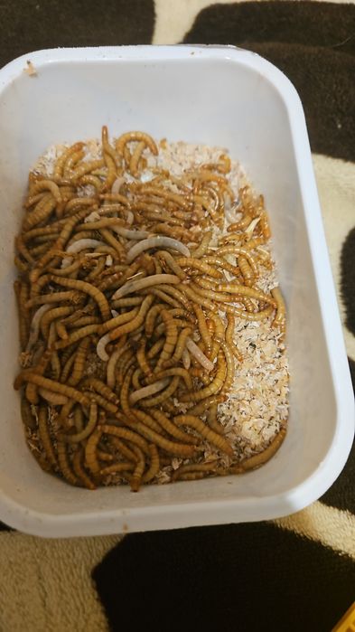 Мучные черви (живой корм)