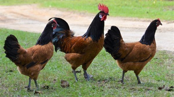 Немецкий форверк