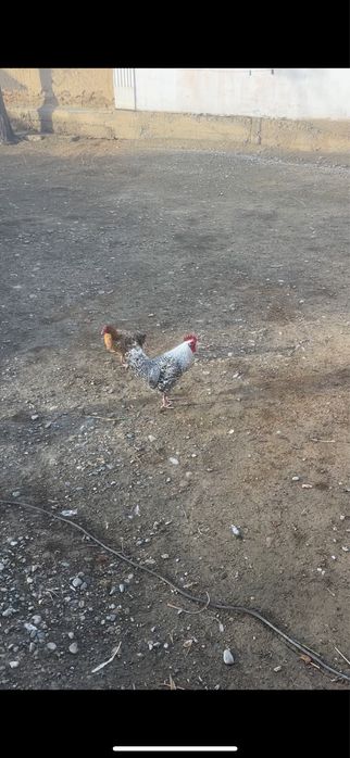 Тек Қораздар сатылады.