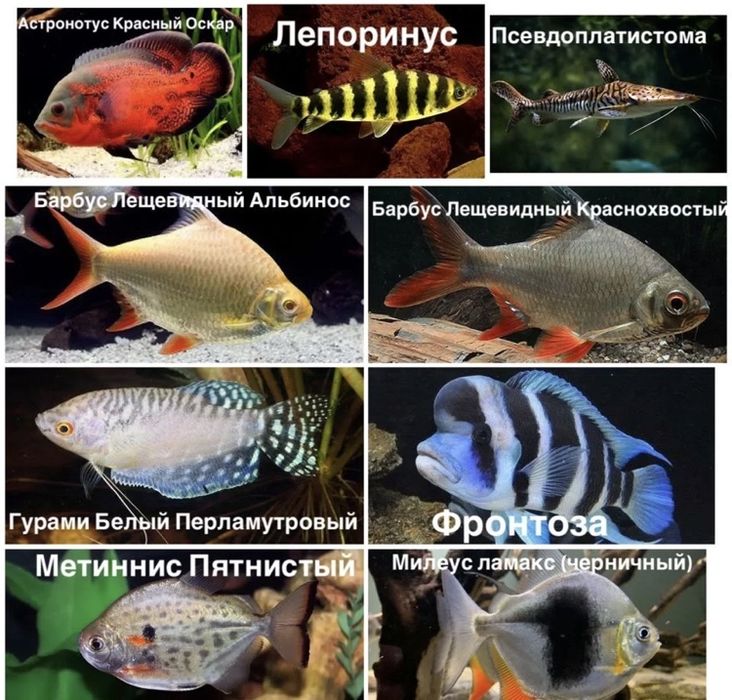 Аквариумные  рыбки