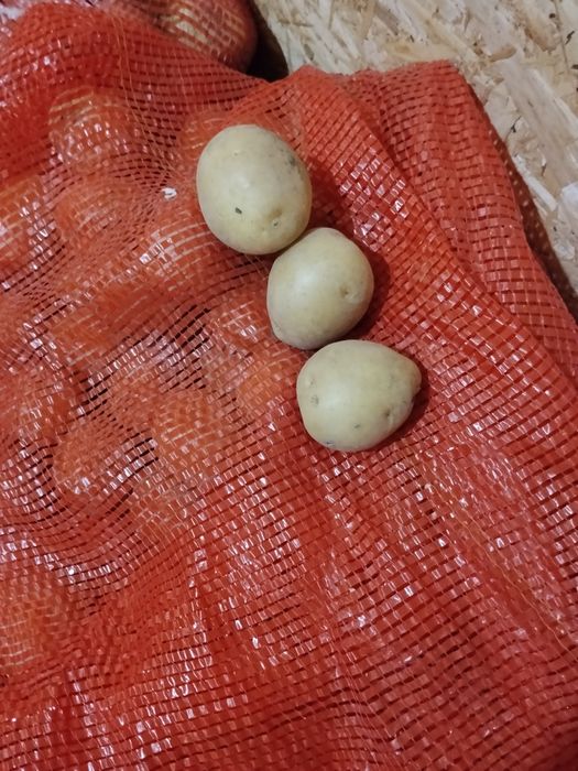 Продам семенная картошка