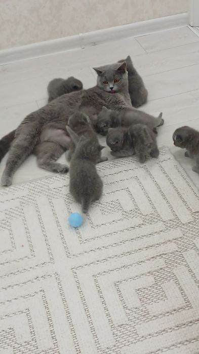 Мушукчалар сотилади