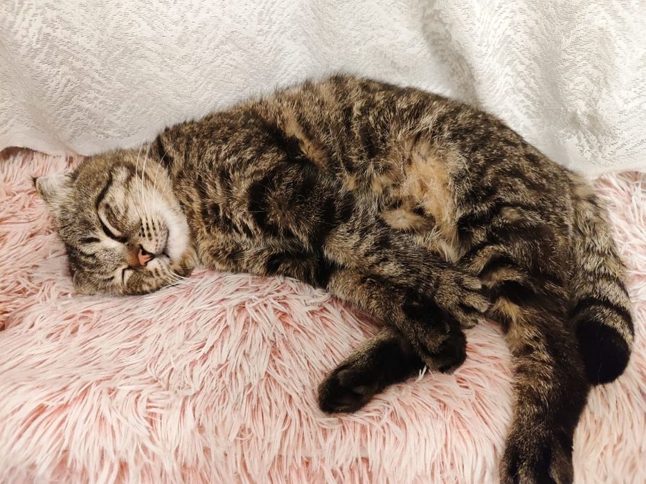 Кот в добрые руки