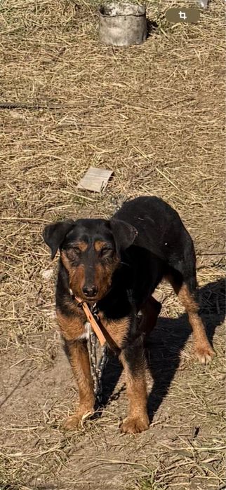 Продается ягдтерьер