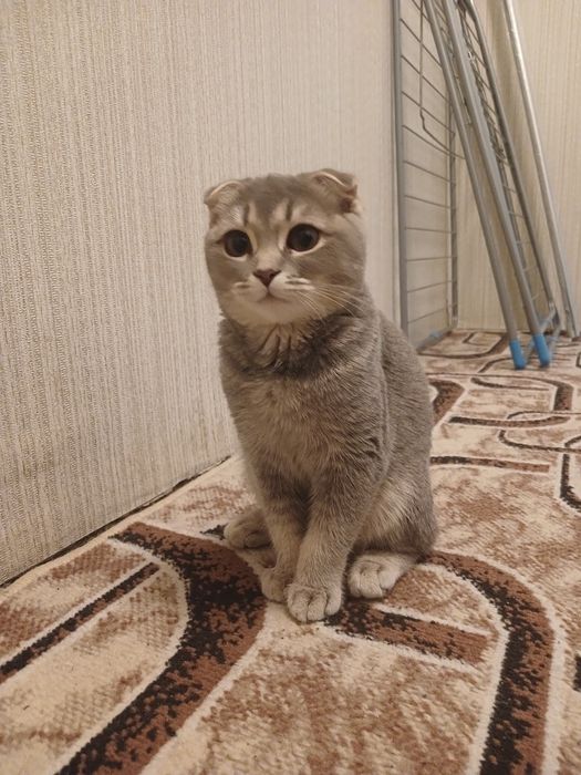 Продаеться умная кошечка