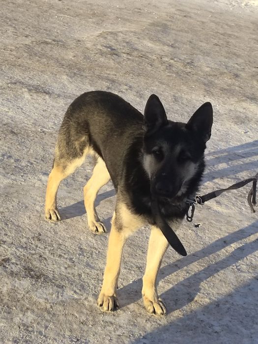 Вязка ВЕО 3 года