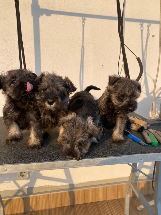 Мини Шнауцер ,Цверг Шнауцер