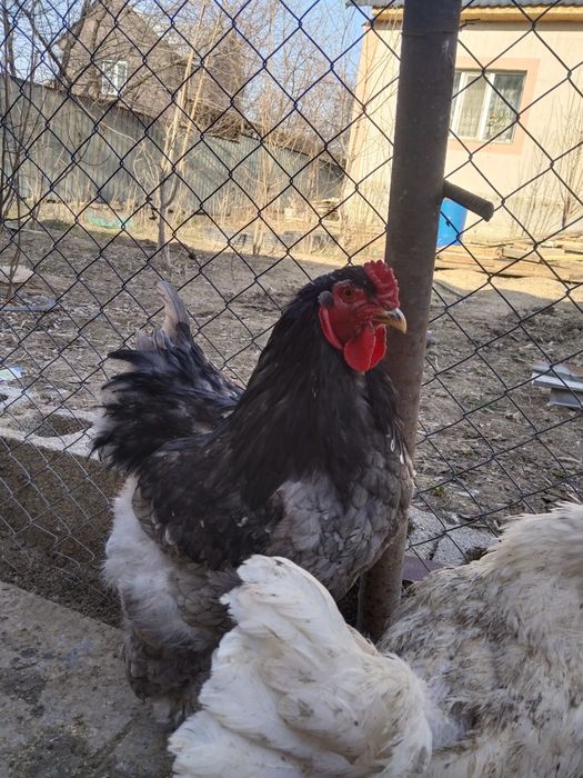 Продам петухов брама