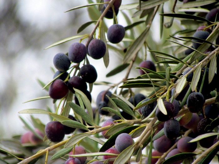 Олива европейская / Зайтун / Zaytun  (Olea europaea) — 150 см