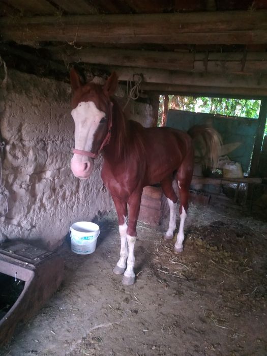 5 жасар Айғыр ...