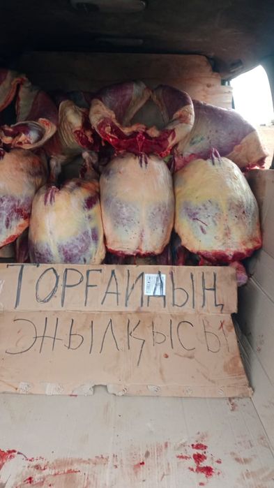 Мясо канина соғым жылқы еті