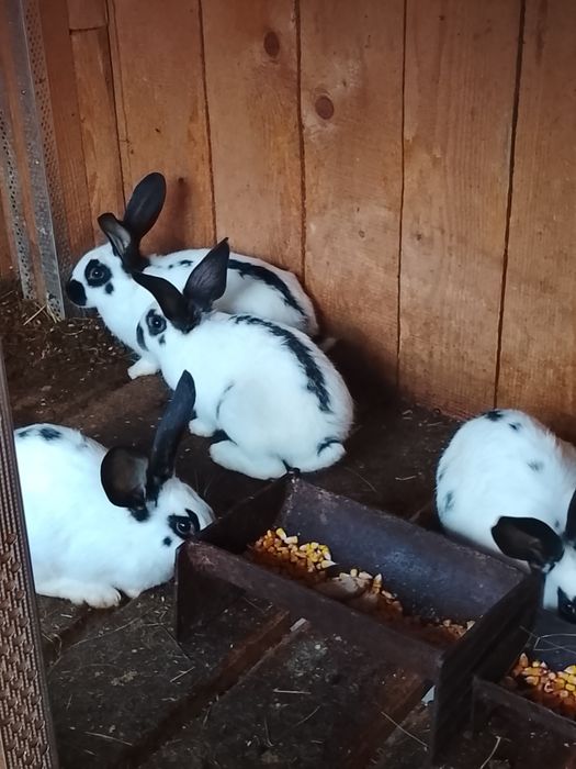 Vând iepuri fluture german