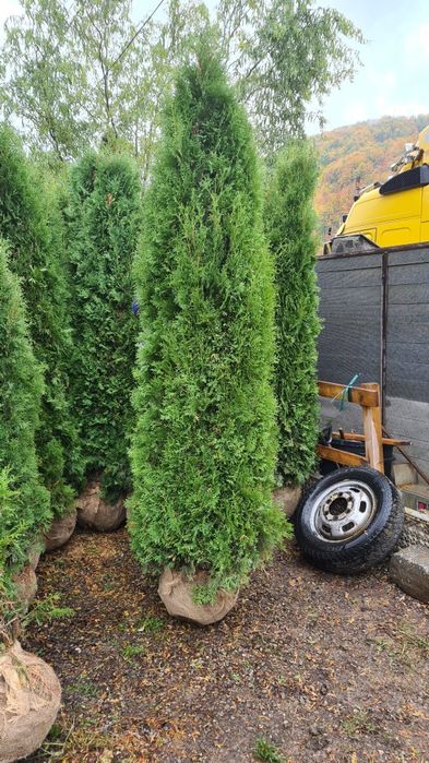 Vindem tuia de mai multe dimensiuni