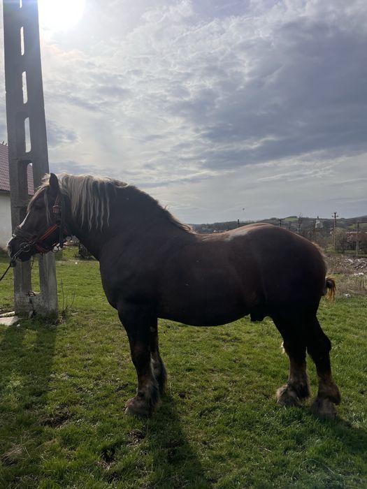 Vand armasar ciocolatiu