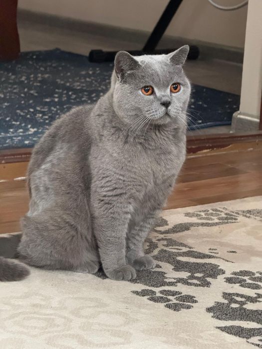 Кот британец (найдёныш)