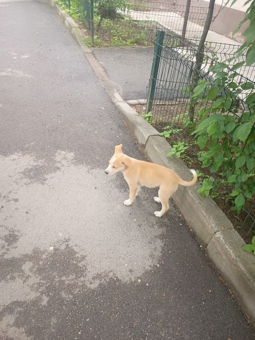 Отдадим щенка-звоночка