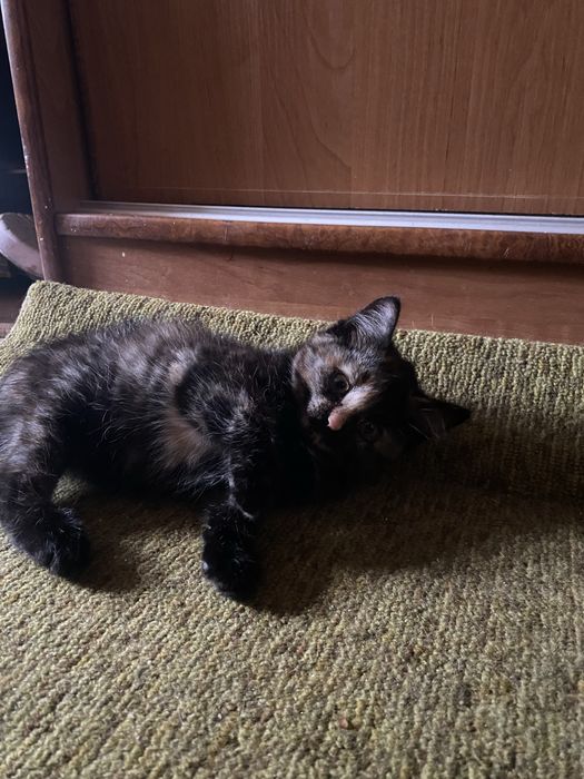 котята бесплатно