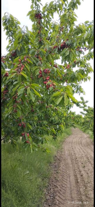 Продава се Земеделски имот в София, Надежда 4 -  кв.м за 2040 €/дка - Снимка #2