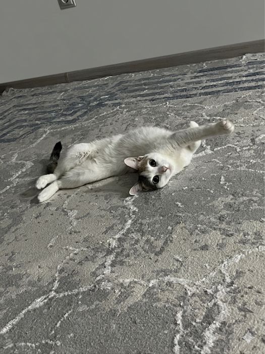 отдам кошку даром