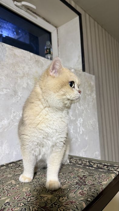 Вязка! Не продается. Мальчик 2 года