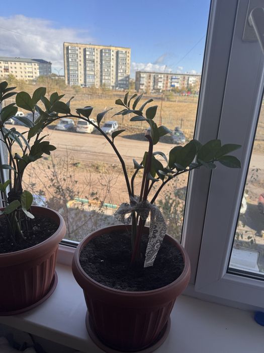 Продам комнатные цветы