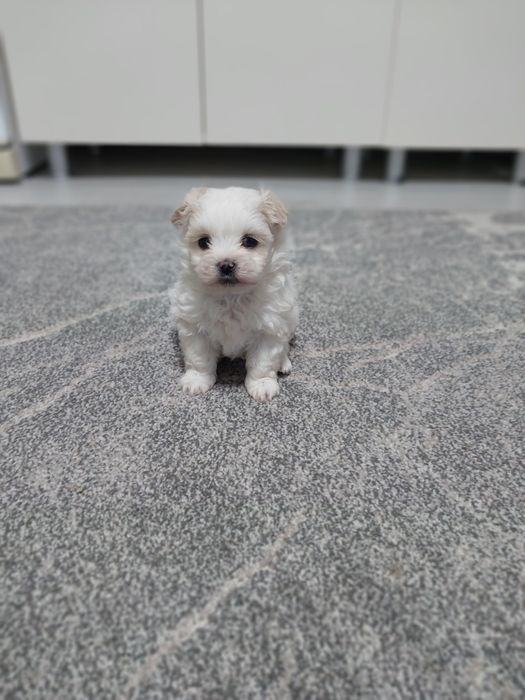 Catel bichon maltese miny