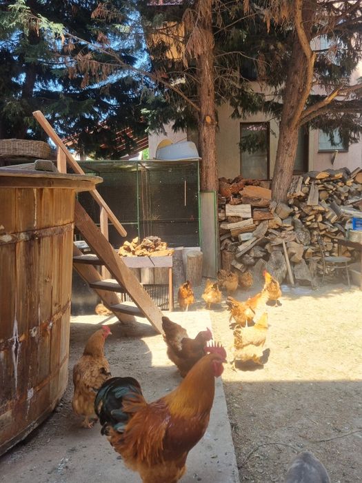 Vand gaini de rasa plaimut si hampshire