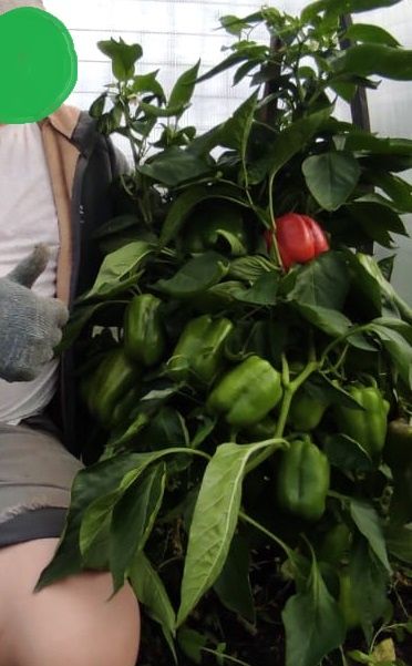 Продам рассаду перца светофор, домашние