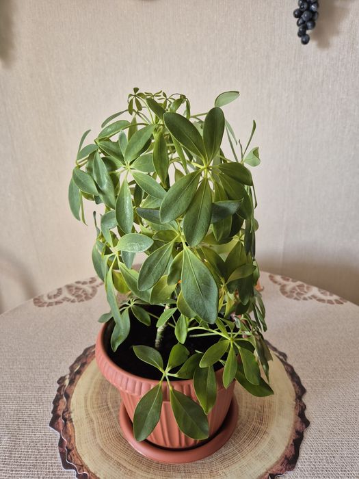 Продам комнатные цветы