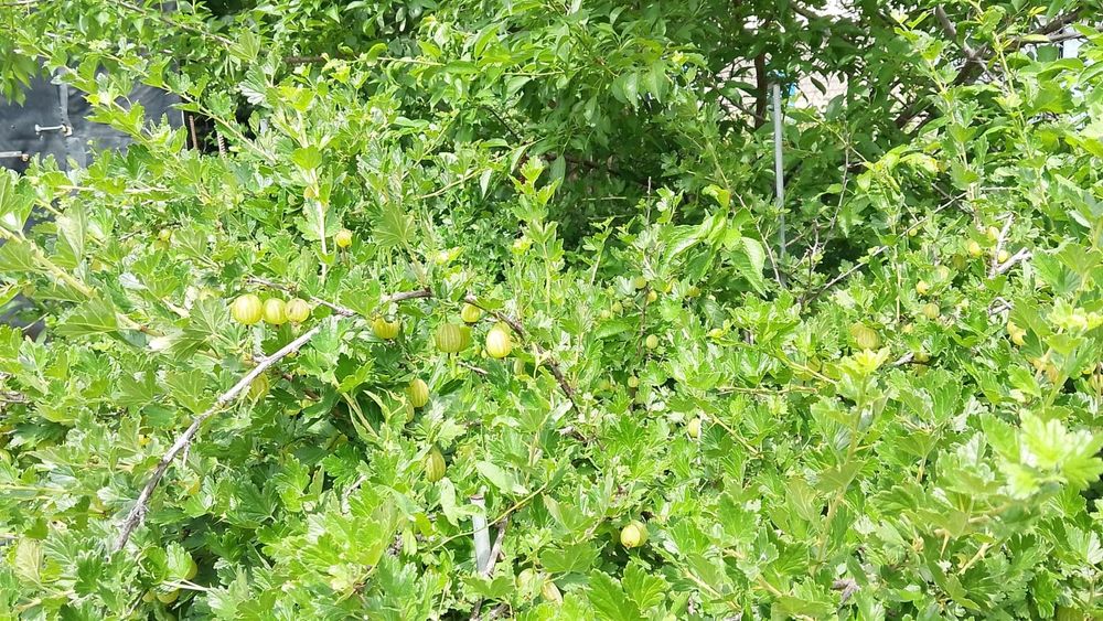 Продам дачу в 21ом коллективе